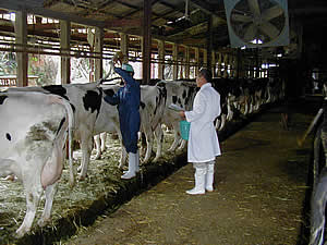 牛の健康診断