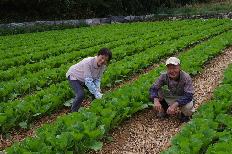 ミニハクサイ定植 収穫作業を委託 長く続けるために Nosai岡山