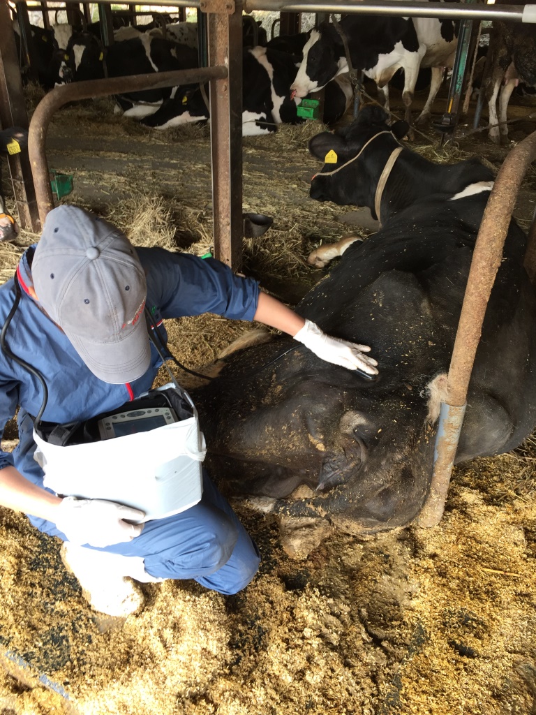 エコー診断は臨床現場に不可欠 | NOSAI岡山
