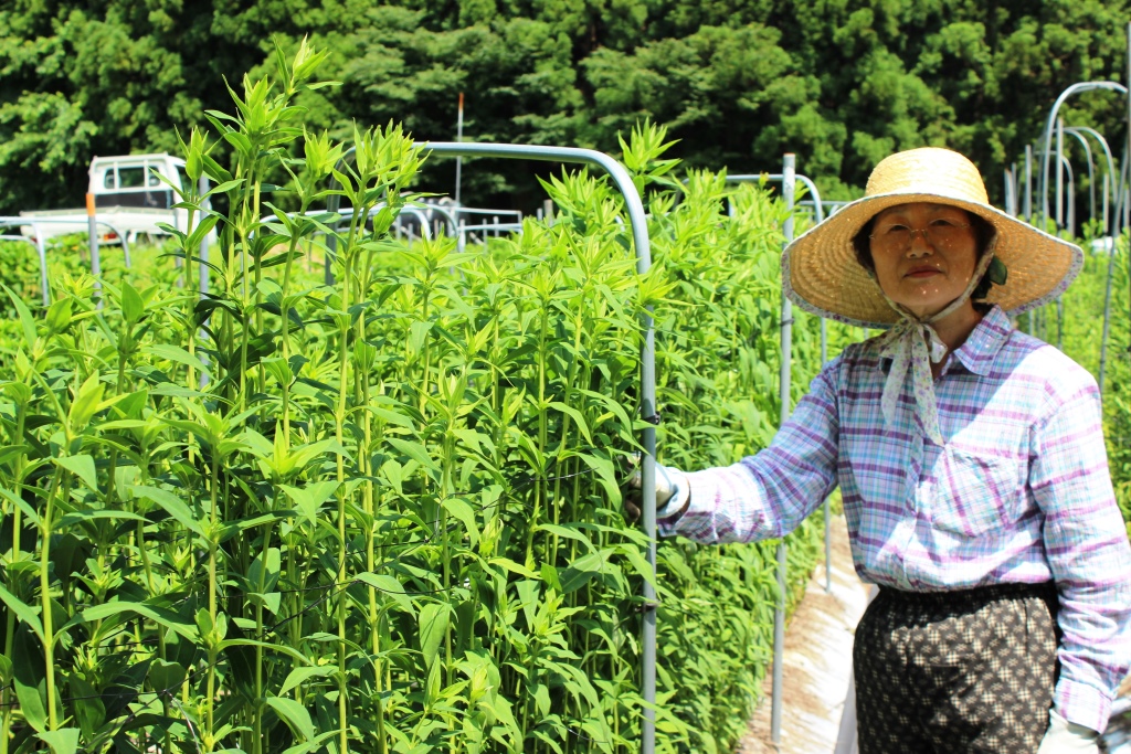 リンドウ 産地担う一翼に Nosai岡山 リンドウ 産地担う一翼に Nosai岡山